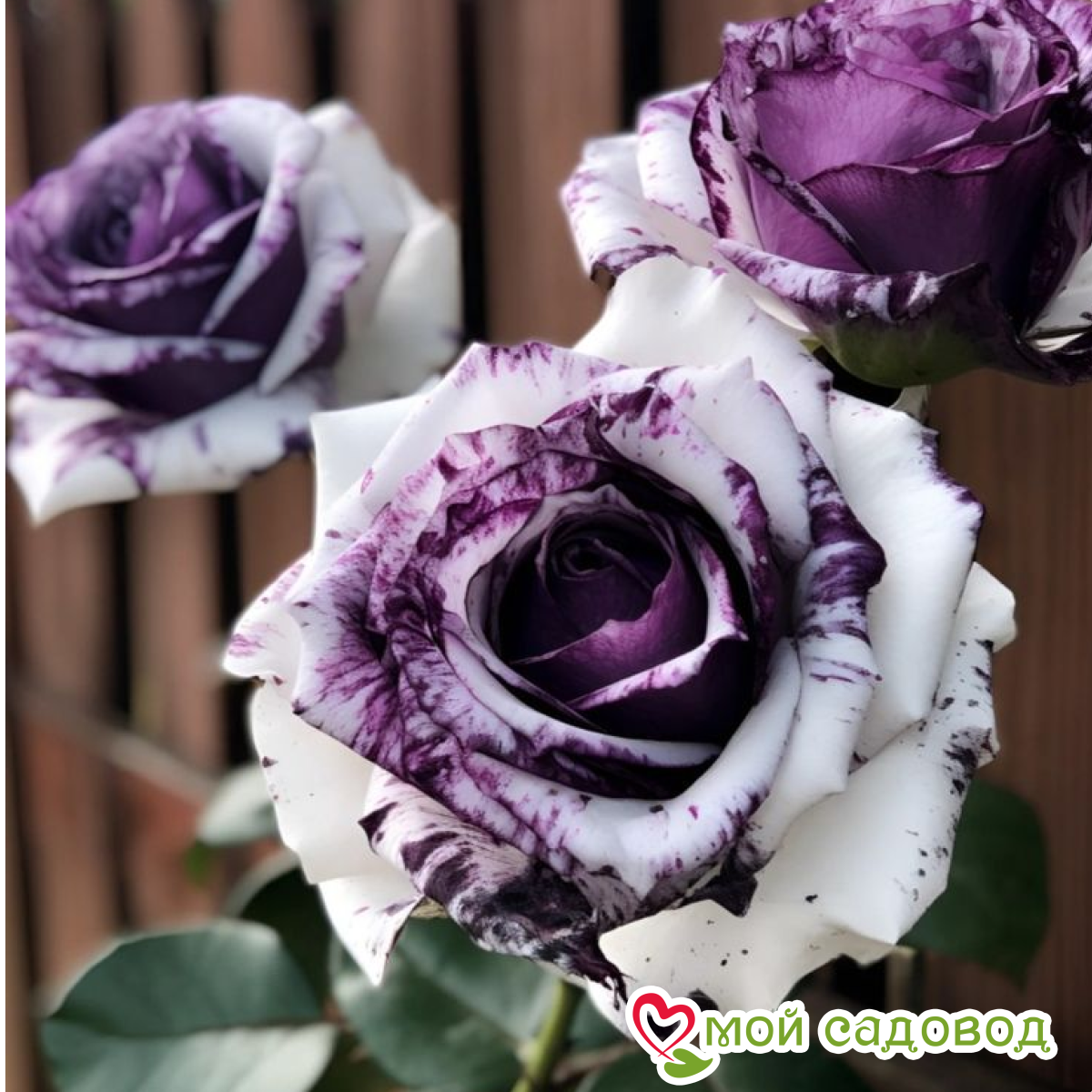 Роза Санрайз Блисс